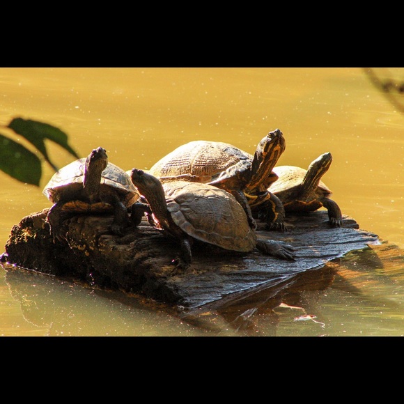 🛑STOP THE SCAMS!  PLEASE READ!!!🛑 - Picture 6 of 12